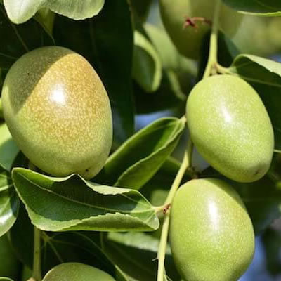 ゴールデンホホバ