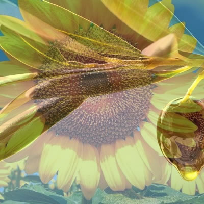 プランツオイル